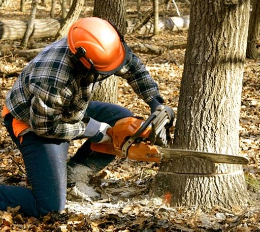 Tree Removal in Derby, NY